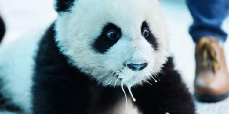 Панды-хулиганы: детеныши устроили погром в вольере