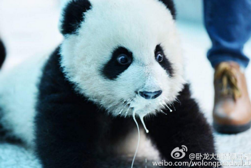 В Канадском зоопарке семейство панд атаковало снежную бабу 1