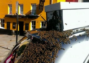 20.000 пчел 2 дня гонялись за автомобилем, в котором застряла их королева