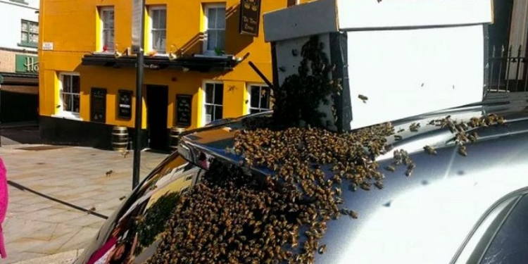 20.000 пчел 2 дня гонялись за автомобилем, в котором застряла их королева