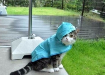 Сегодня в Украине дожди, температура до 27 градусов тепла