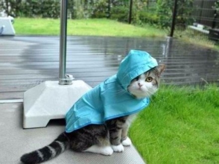 Сегодня в Украине дожди, температура до 27 градусов тепла