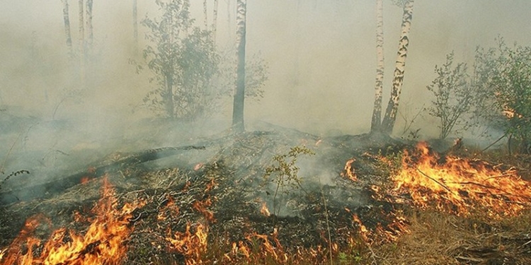 Гринпис: РФ скрывает катастрофический размах таежных пожаров в Забайкалье и Приамурье
