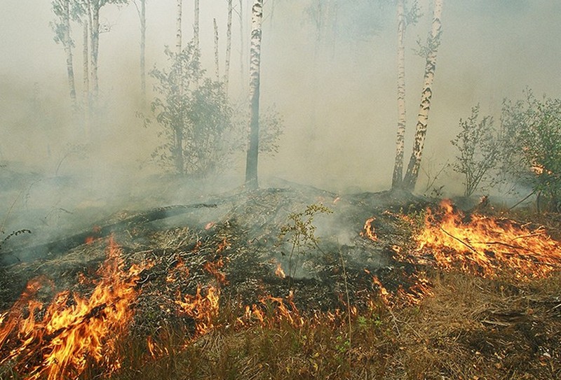 Гринпис: РФ скрывает катастрофический размах таежных пожаров в Забайкалье и Приамурье 3