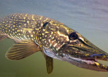 В Финляндии три девочки свитером выловили из озера 10-килограммовую щуку