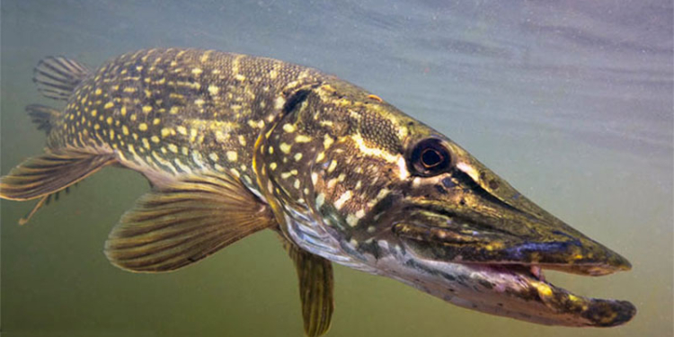 В Финляндии три девочки свитером выловили из озера 10-килограммовую щуку