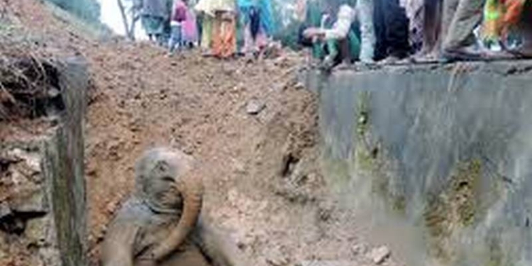 На Шри-Ланки спасли слоненка, упавшего в канализацию