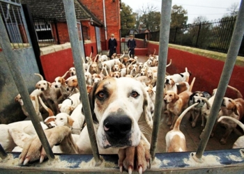 Ради свободы даже собака способна на многое