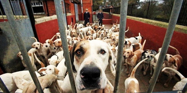 Ради свободы даже собака способна на многое