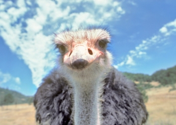 Этот страус перепутал велосипедистов с самками. Погоня была азартной