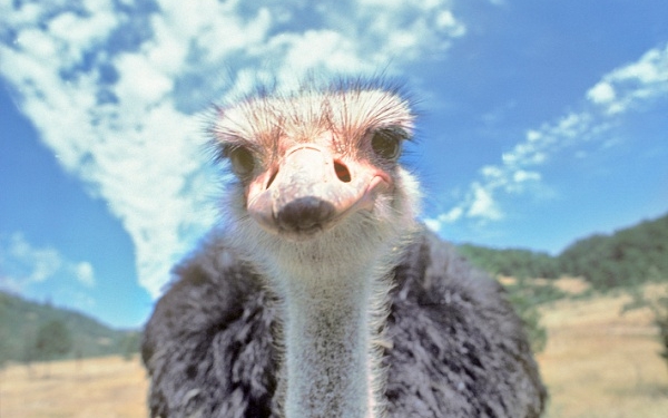 Этот страус перепутал велосипедистов с самками. Погоня была азартной