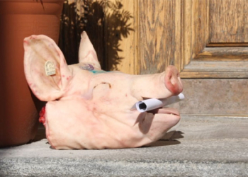 К приемной Меркель подкинули голову свиньи