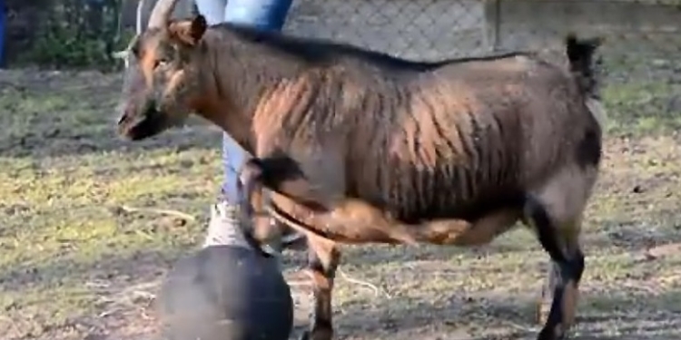 Кто сказал, что куры – дуры, а козы упрямы? Чудеса дрессуры на дому
