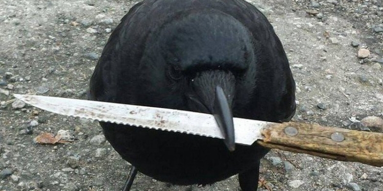 Канадская ворона-рецедивист украла нож с места преступления