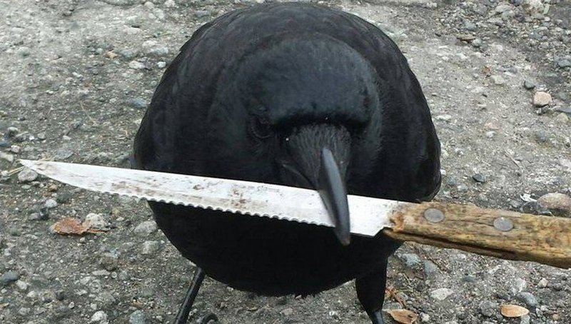 Канадская ворона-рецедивист украла нож с места преступления 1