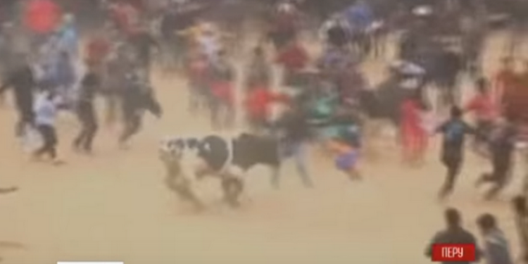 В Перу в первый день фестиваля быков пострадали 8 человек