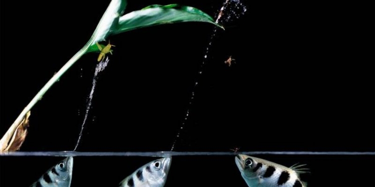 Учёные научили рыбу запоминать человеческие лица и плевать в них