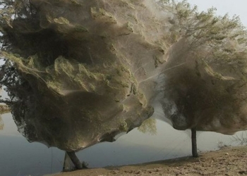 Австралийский город Лонсестон страдает от нашествия пауков