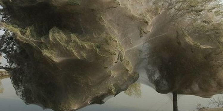 Австралийский город Лонсестон страдает от нашествия пауков