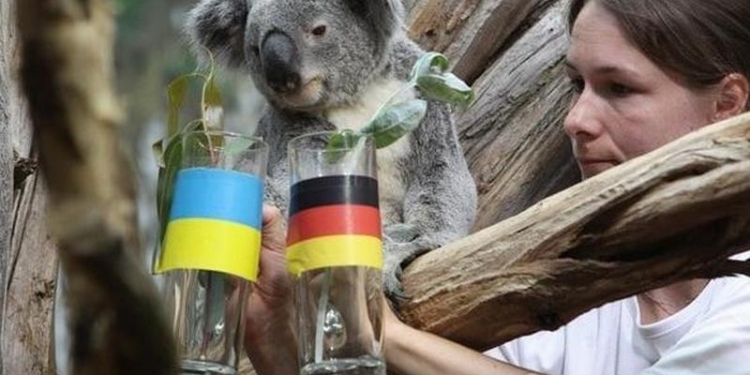 Коала, морская львица и пингвин разошлись в прогнозах на матч Германия — Украина