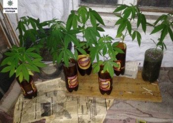 Каждый кустик – в бутылочку из-под пива: прибыв на соседскую ссору, патрульные Николаева обнаружили в одной из квартир на Намыве коноплю