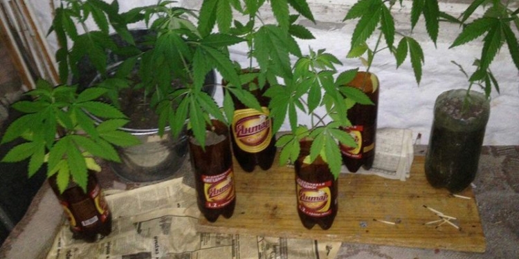 Каждый кустик – в бутылочку из-под пива: прибыв на соседскую ссору, патрульные Николаева обнаружили в одной из квартир на Намыве коноплю