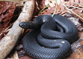 Жительницу Южноукраинска укусила двухметровая змея – пострадавшую госпитализировали