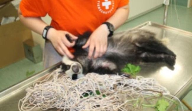 Пожарные спасли барсука Роналду, который застрял в футбольной сетке