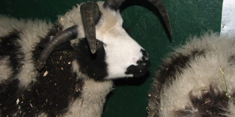 В Николаевском зоопарке родился четырехрогий барашек