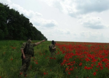 На Харьковщине СБУ обнаружила почти 120 гектаров незаконного посева мака