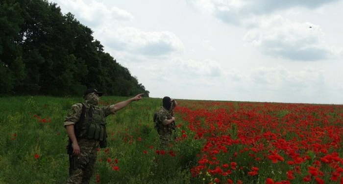 На Харьковщине СБУ обнаружила почти 120 гектаров незаконного посева мака