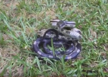 Не стоит надоедать животным: змея украла телефон у навязчивой туристки