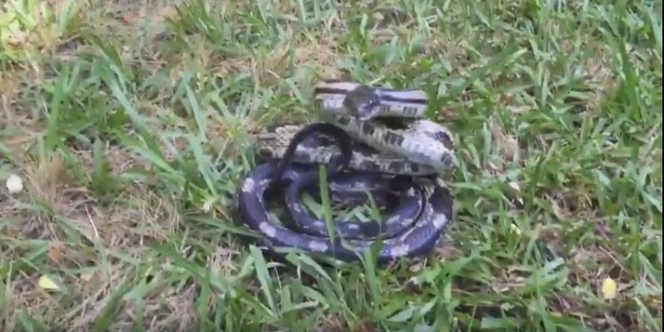 Не стоит надоедать животным: змея украла телефон у навязчивой туристки