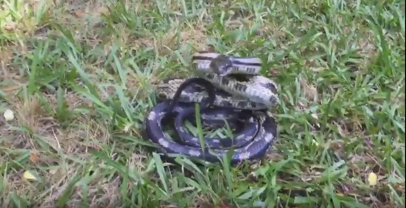 Не стоит надоедать животным: змея украла телефон у навязчивой туристки 1