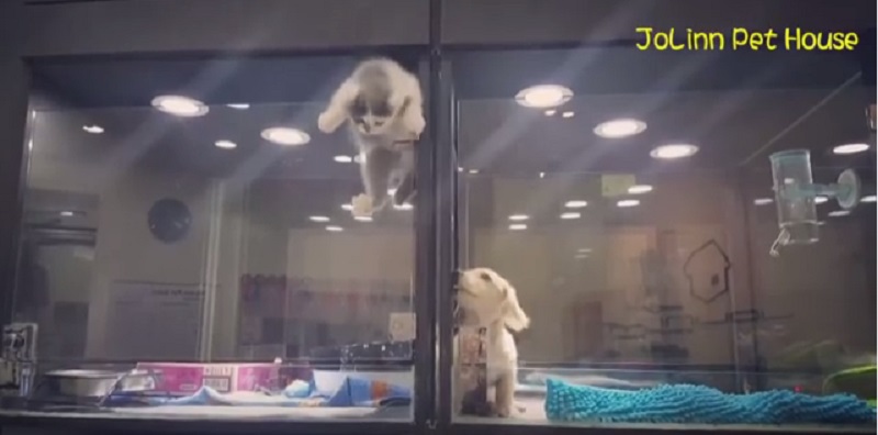 Дружба крепкая: котенок сбежал к своему другу щенку в зоомагазине 1