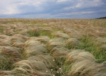 Там, где шумит ковыль. Михайловская степь – за счет чего «прирос» заповедник «Еланецкая степь»