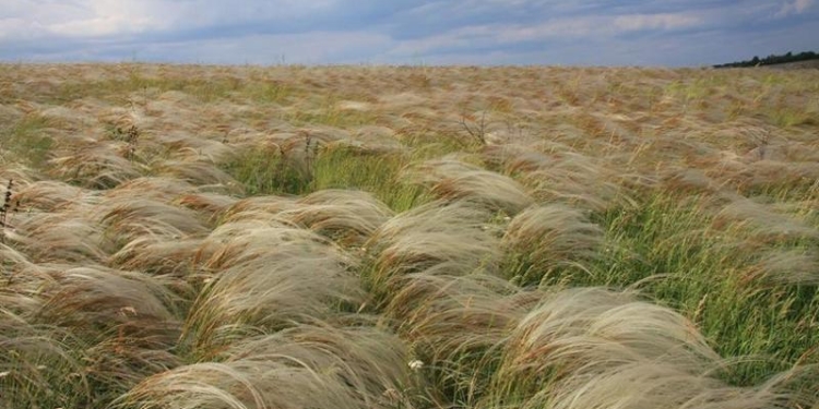 Там, где шумит ковыль. Михайловская степь – за счет чего «прирос» заповедник «Еланецкая степь»