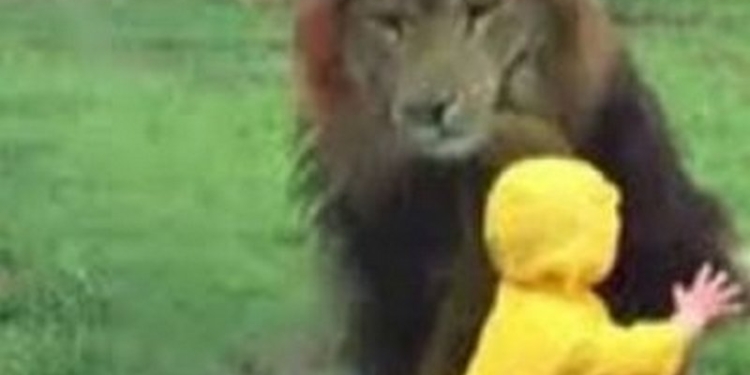 Стекло спасло ребенка от разъяренного льва