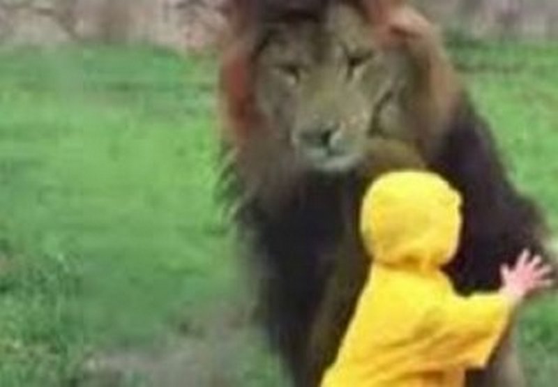 Стекло спасло ребенка от разъяренного льва 1