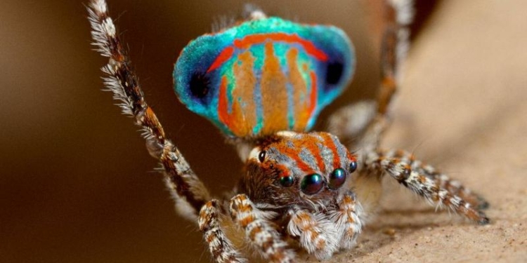 Если танец не понравится, то она его съест: ученые открыли новый вид пауков