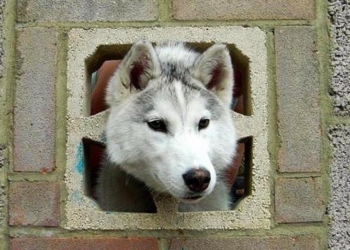 Животные, которых подвело любопытство