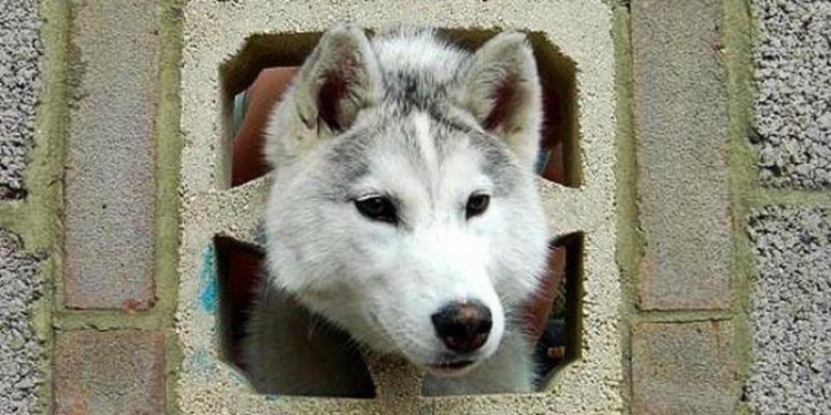 Животные, которых подвело любопытство