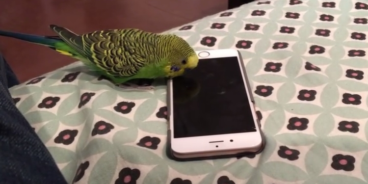 Попугай научился обращаться с айфоном