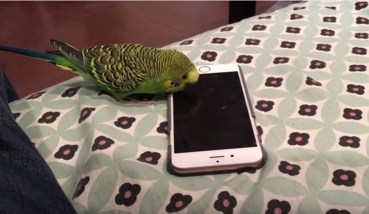 Попугай научился обращаться с айфоном 1