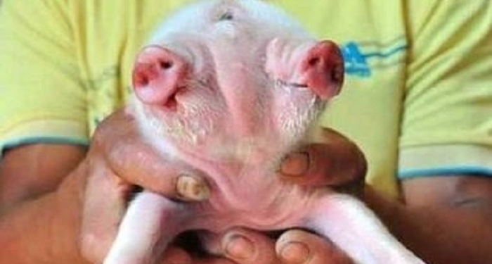 В Китае родился двухголовый поросенок