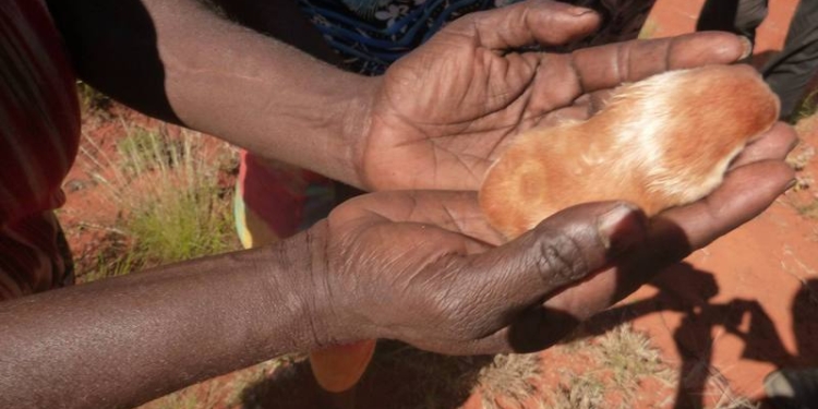 Не Романчук. В Австралии нашли редчайшего золотого крота