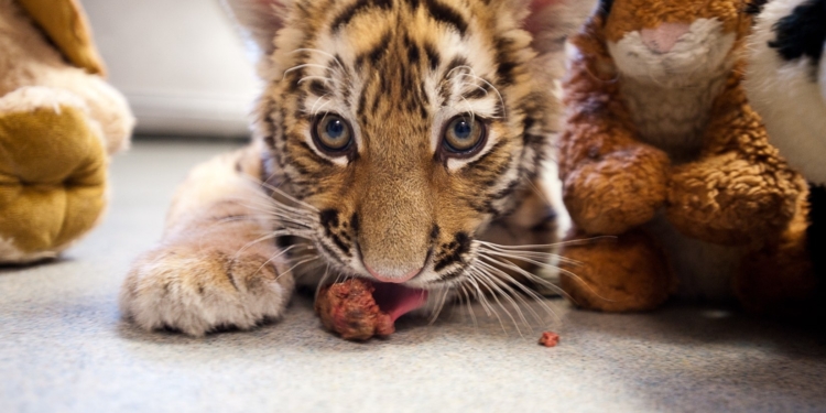 Непростые отношения. Когда в одном доме живут тигренок и собака