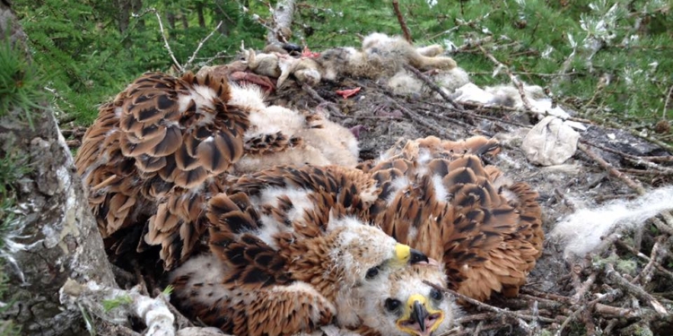 Все в гнездо. Коршуны воровали дорогое белье отдыхающих на диком пляже