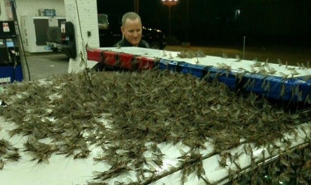 Насекомые превратили мост в фильм ужасов