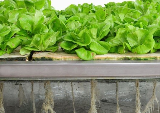 Украинец создал мини-ферму, где растения питаются туманом